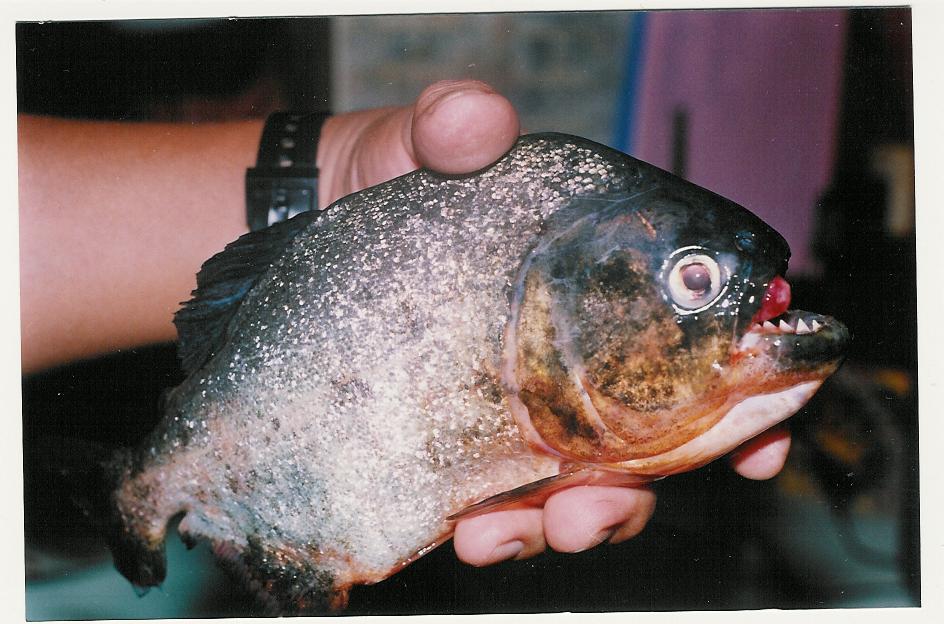 Piranha Fish.jpg (97303 bytes)
